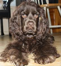 Cocker Spaniel